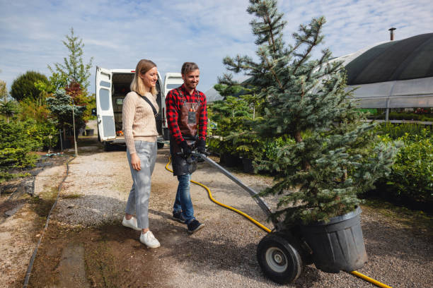 Best Emergency Storm Tree Removal  in Mi Wuk Village, CA